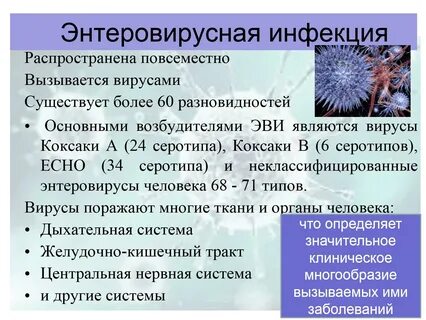 Энтеровирус что это