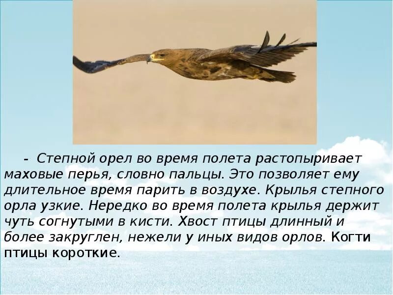 Текст про орла. Степной Орел 4 класс. Орел презентация. Сообщение о Степном Орле. Степной Орел доклад.