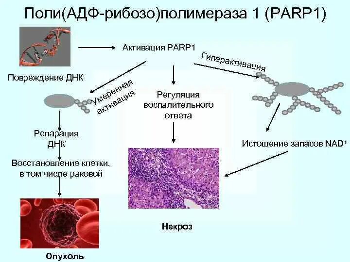 Поли АДФ рибоза полимераза. Активация Поли АДФ полимеразы. PARP фермент. Повреждение ДНК. Ингибиторы рака