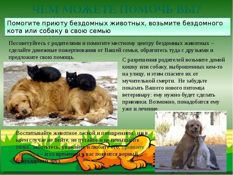Как можно помочь бездомным. Памятка помощь бездомным животным. как помочь бездомным животным. бездомные животные проект презентация. памятка бездомные животные.