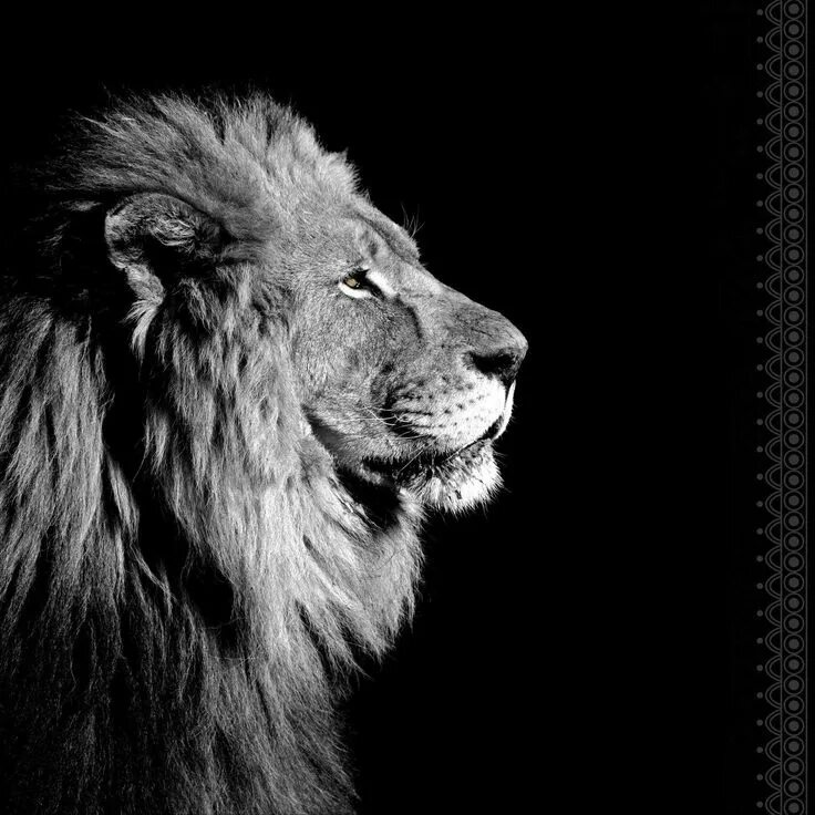 White Lion 138 Explore - February 24, 2017 Enjoying the . Flickr