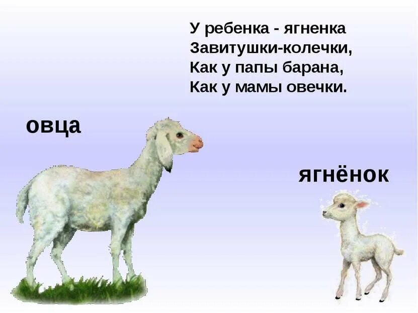 Как определить ягненка