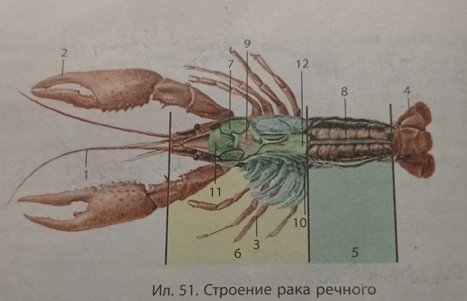 Строение речного рака рисунок