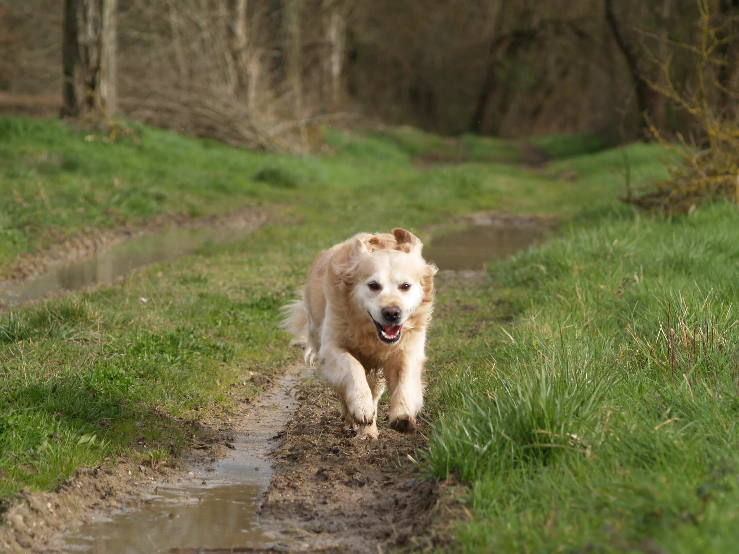My dog running