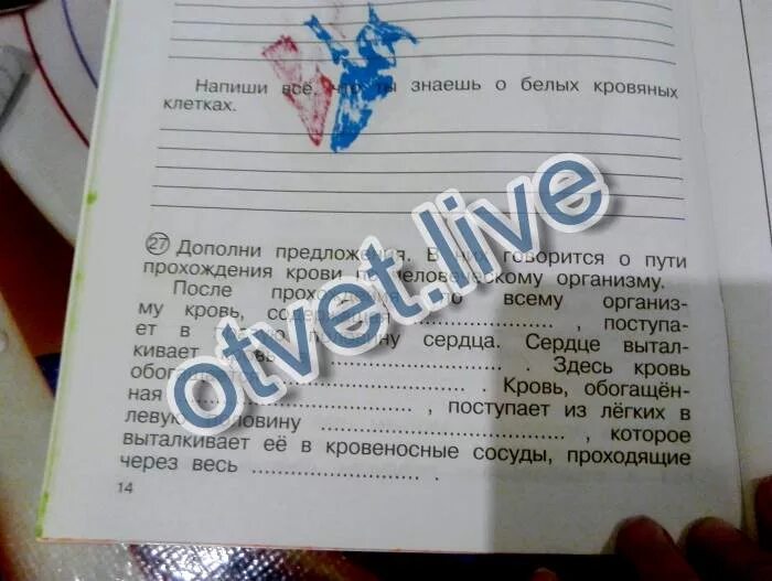 Описание номер 36. Дополнил предложения в них говорится о пути прохождения крови по. После прохождения по всему организму кровь содержащая. Окружающий мир. Дополни предложение в них говорится о пути.