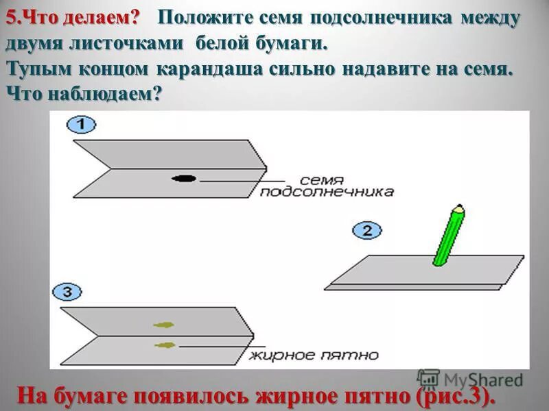 Заметить внутрь. Обнаружение жира в семенах опыт. Опыт обнаружение жира 5 класс биология. Семечка в листе бумаги. Обнаружение органических и Минеральных веществ в семенах опыт.