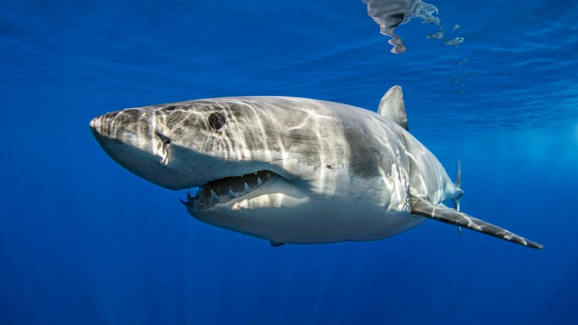 Какую скорость развивает белая акула. Carcharodon carcharias. Белая акула. Хищные акулы. Большая белая акула.