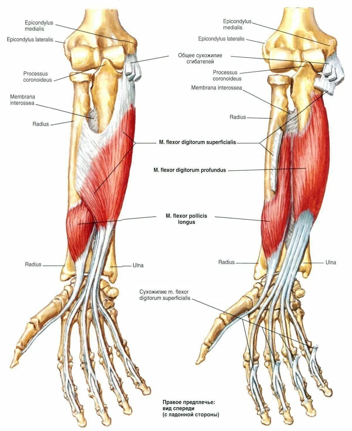 Стороны предплечья. Флексор Карпи Радиалис мышца. Поверхностные мышцы предплечья сгибатели. Мышцы сгибатели пальцев кисти. Поверхностный и глубокий сгибатель пальцев кисти.
