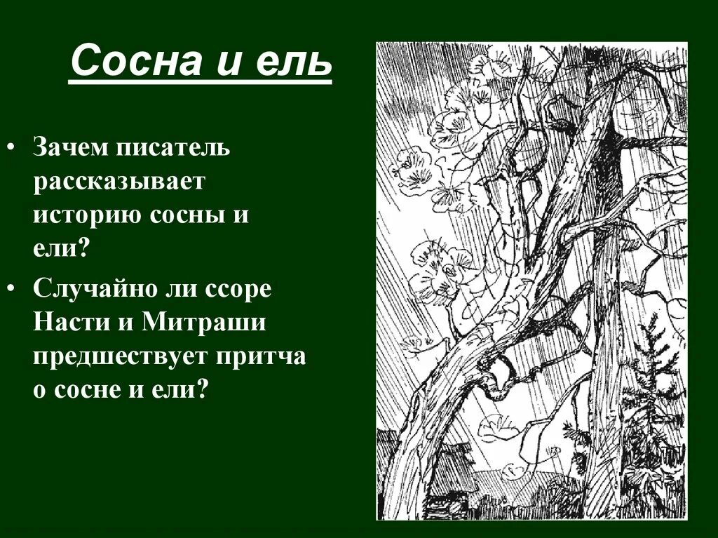 Ель и сосна на блудовом болоте. Притча о сосне и ели. Люстрация к эпизоду о ели и сосне. Цитаты о сосне и ели.