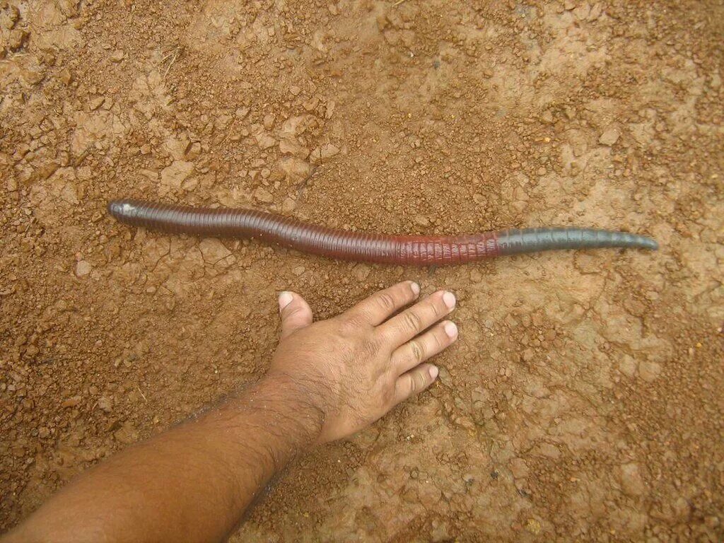 Самой большой червь. Земляные черви кольчатые червь. Австралийский кольчатый червь. Австралийский гигантский дождевой червь. Выползок червь обыкновенный.