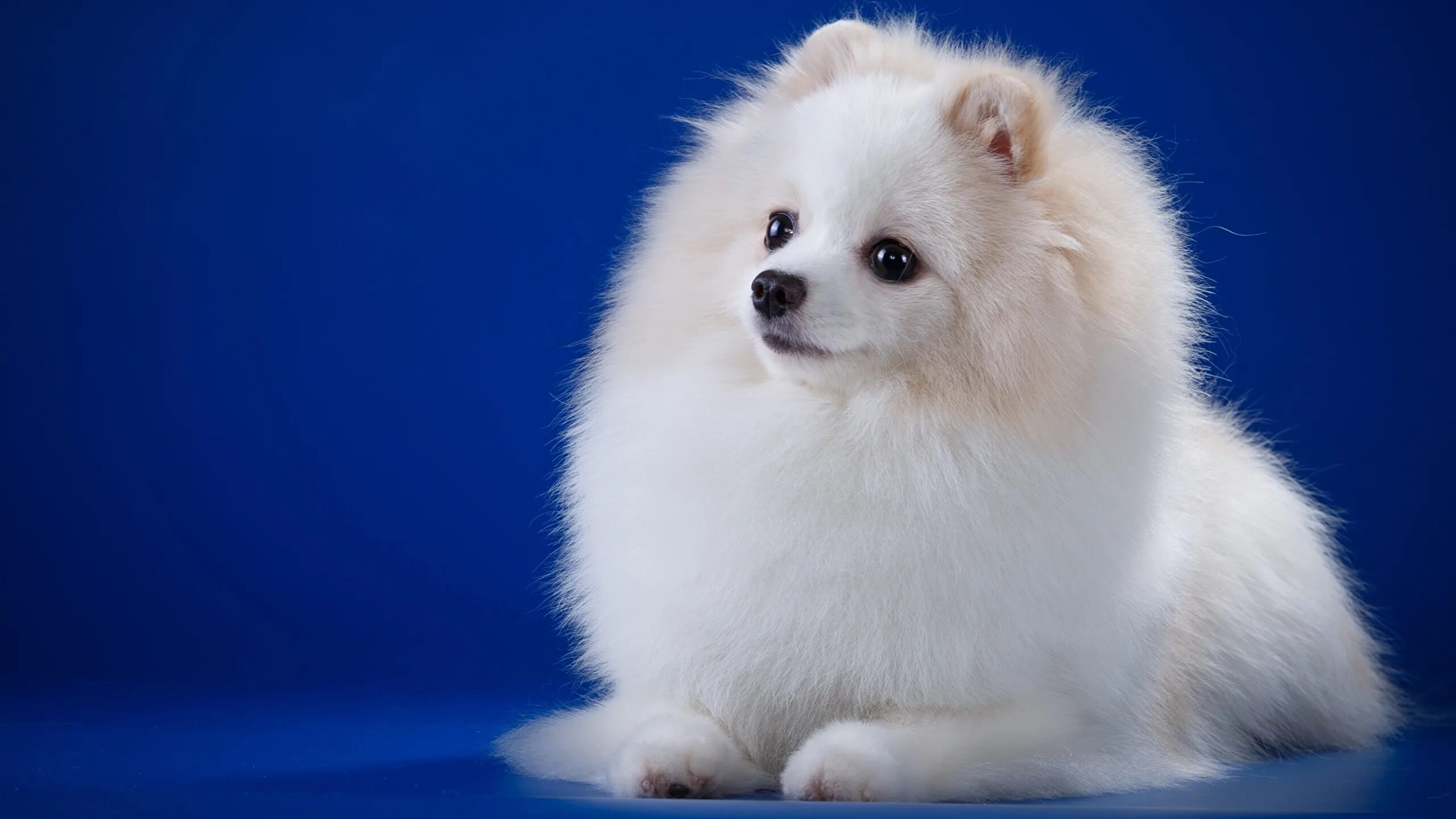 немецкий шпиц белый. японский шпиц белый щенок. порода собаки шпиц белый. порода собаки шпиц белый. шпиц померанский карликовый белый.