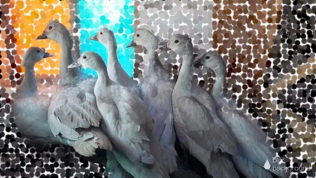 Гуси павлины. Лавандовые индоутки. голубая мускусная утка. павлин и гусь. павлины гусят.