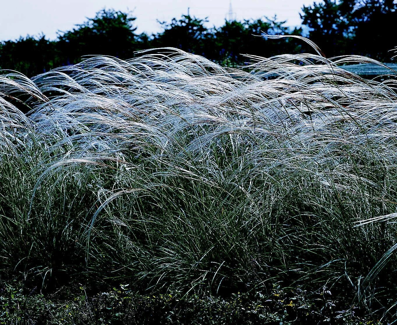 Соответствующее название ковыля. Ковыль Stipa tenuissima. Ковыль бородатый Stipa barbata. Ковыль тончайший (Stipa tenuissima). Ковыль тонколистный.