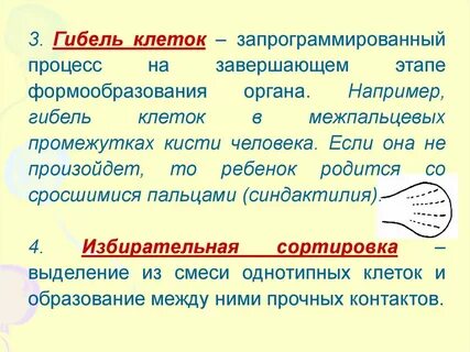 Запрограммированная гибель клетки