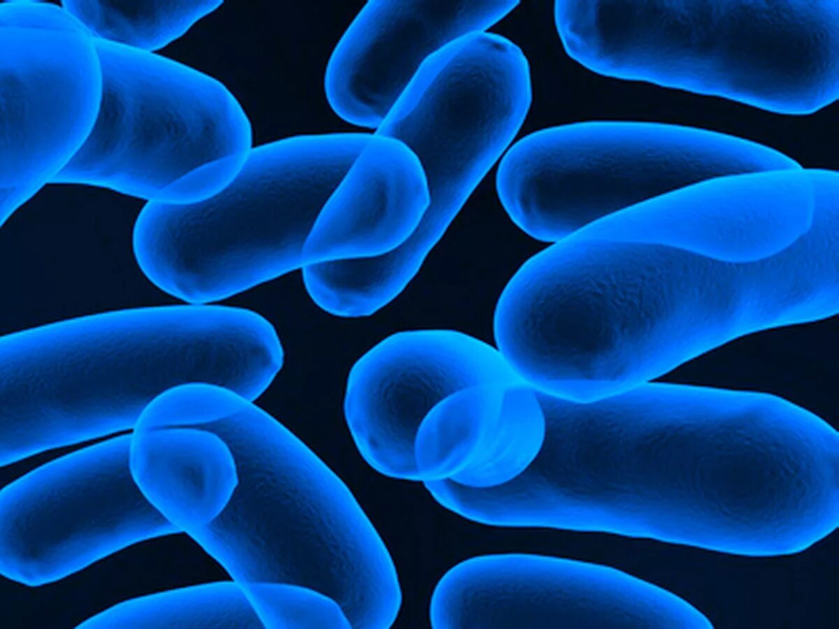 Легионелла. Легионеллы микроскопия. Возбудитель легионеллеза микробиология. Легионелла микробиология. Легионеллы морфология.