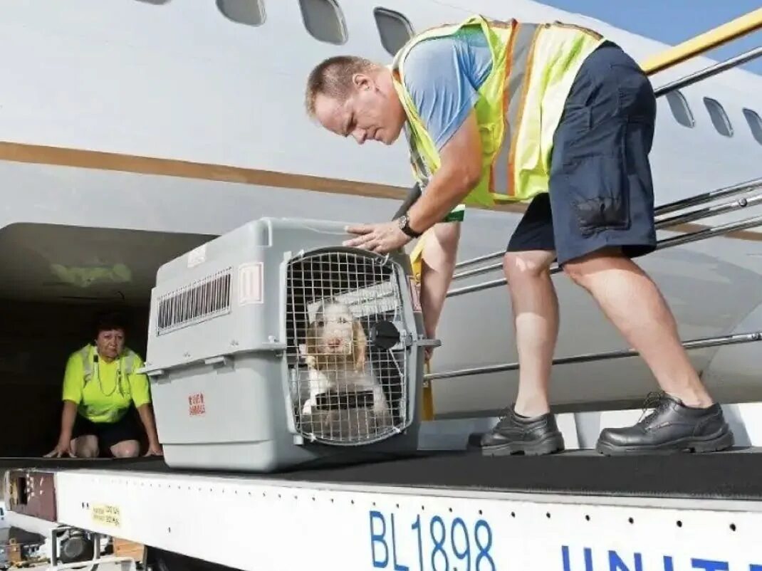 Перевозящий людей самолет. Перевоз животных в самолете. Транспортировка животных в самолете. Авиаперевозки животных. Переноска для животных в аэропорту.