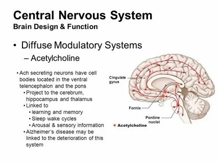 Cns
