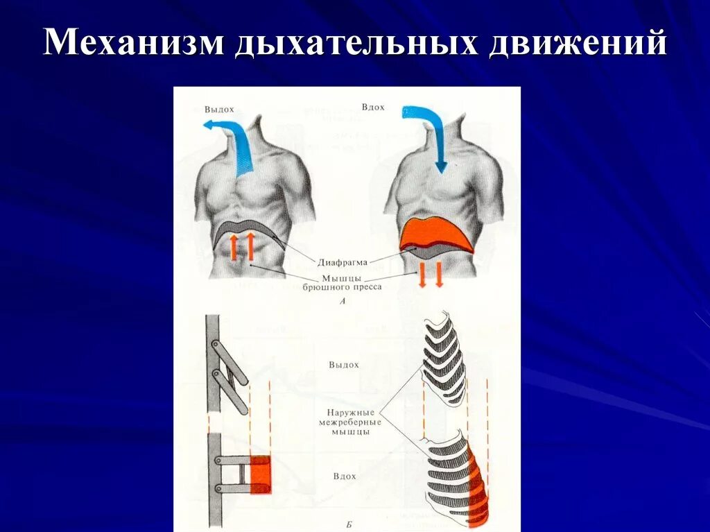 Вдох и выдох таблица. Дыхание механизм вдоха и выдоха. Дыхательная система человека механизм вдоха и выдоха. Дыхательные движения схема вдох выдох. Механизм дыхательных движений таблица.