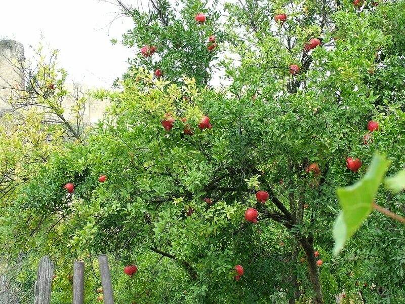 Звёздный город дербент. Старый город магалы дербент. Гранатовый дербент. Дербент жк гранатовый новостройка цены. Агасиева 12 дербент.
