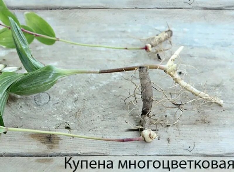 Воздушный корень орхидеи корневище ландыша корневой. Корневище ландыша корневище ландыша. Строение воздушного корня орхидных. Вегетативное размножение корневищами. Воздушный корень орхидеи корневище ландыша корневой.