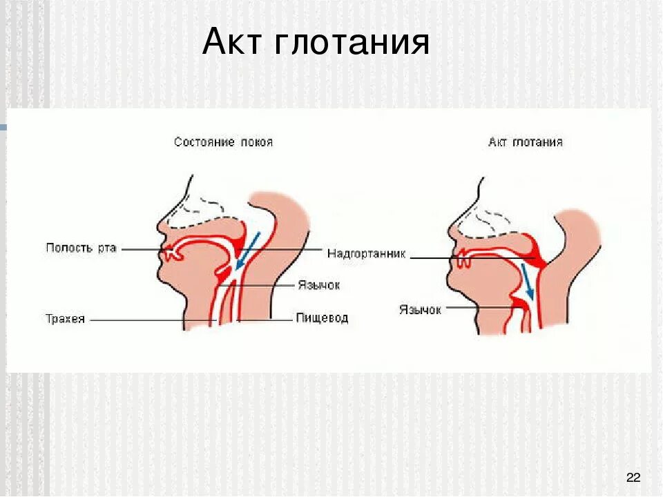 Дыхательная система надгортанник. Механизм глотания надгортанник. Акт глотания. Глотание физиология.