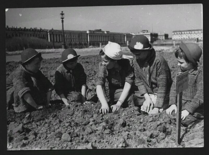 Огороды в блокадном ленинграде. Что сажали в парках 1942. Трамваи блокадного ленинграда зимой. Марсово поле в блокадном ленинграде лето 1942. Огородничество в блокадном ленинграде.