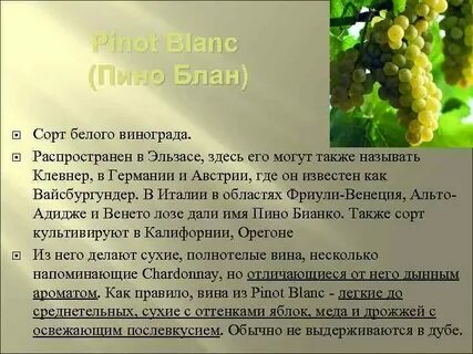 Характеристика винограда пино