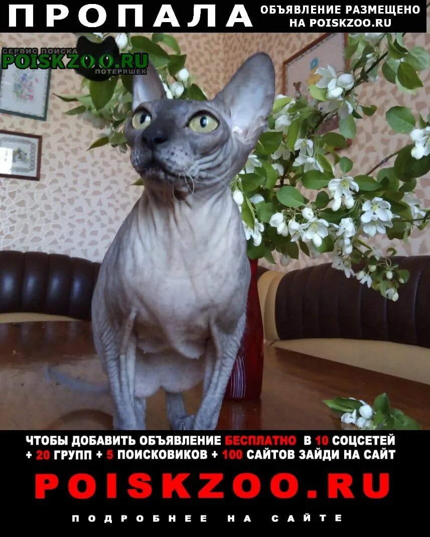 Сфинкс оренбург. Сфинкс оренбург. Сфинкс оренбург. Сфинкс оренбург. Сфинкс оренбург кот.