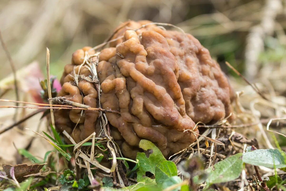 строчок обыкновенный ядовитый. весенние грибы сморчки. сморчок толстоногий. сморчки.