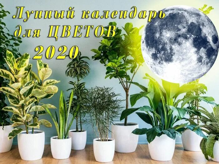 Пересадка комнатных растений в апреле 2024 благоприятные