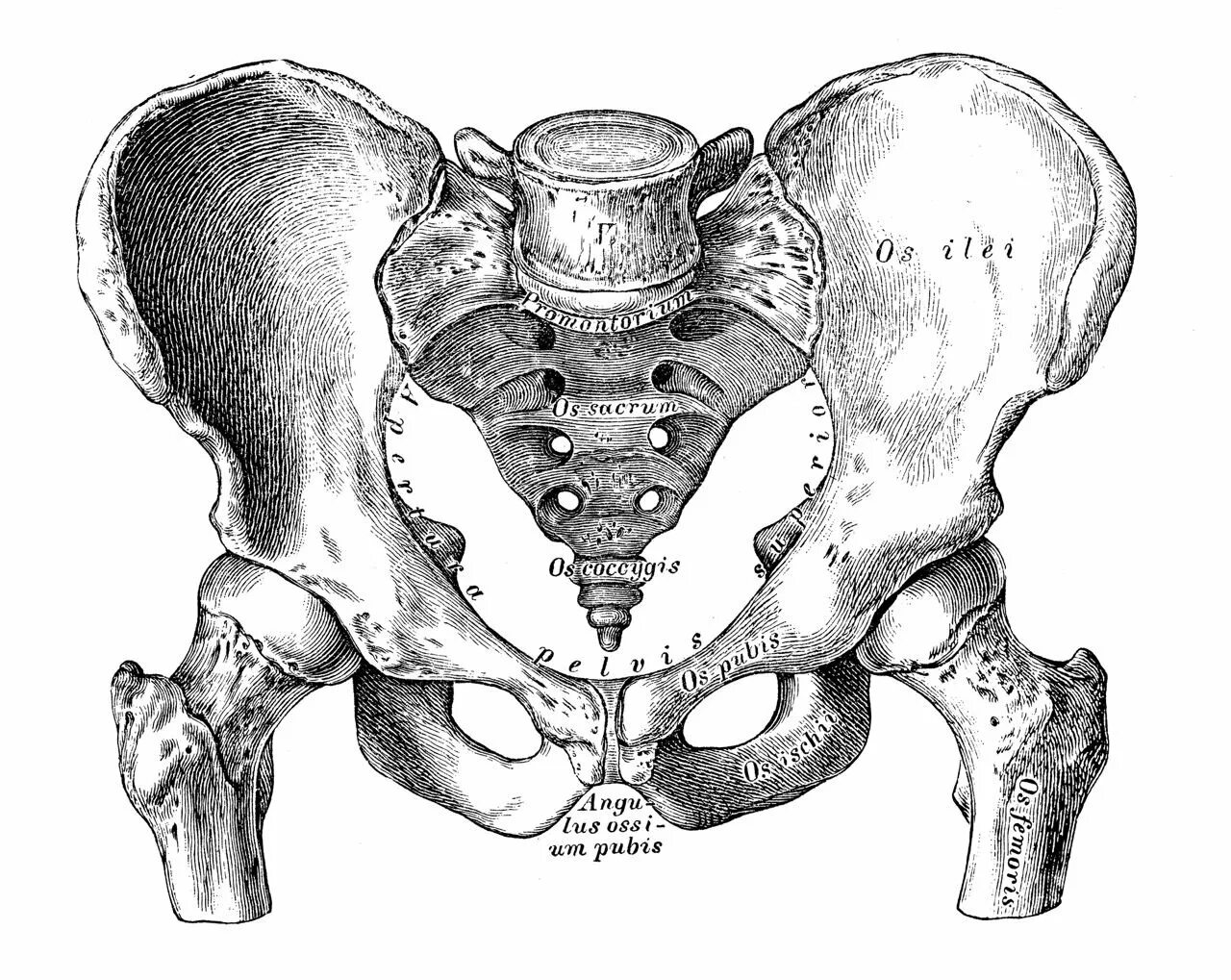 Кости таза мужчины. Скелет таза. Тазовая кость. Структура кости таза. Кость таза анатомия.