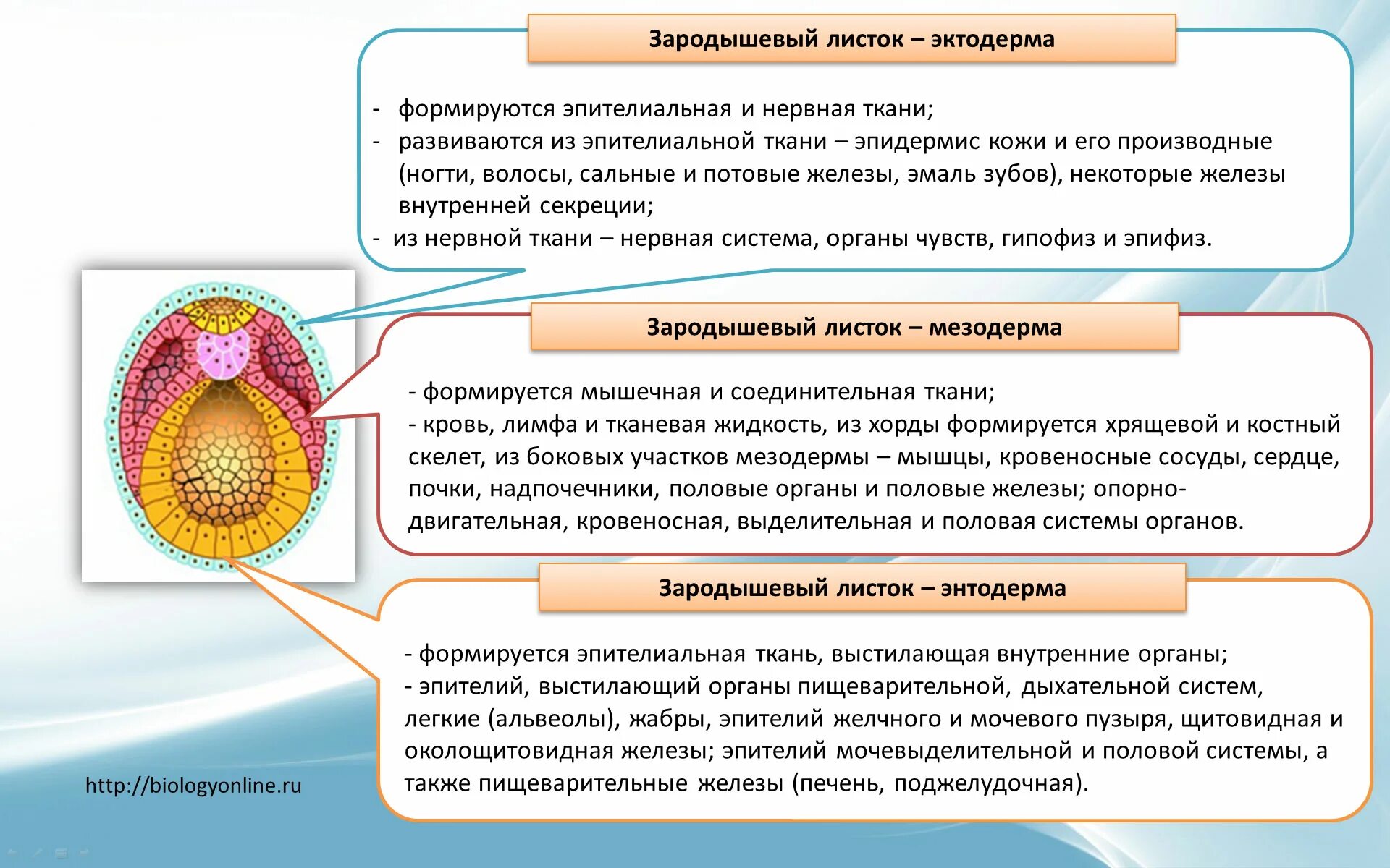 Три стадии характеризующие стадию органогенеза. Мезодерма эктодерма энтодерма эмбрион. Энтодерма эктодерма мезодерма таблица зародышевый листок. Зародыш листок эктодерма. Строение зародышевых листков эмбриона.