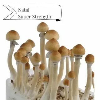 Как получить mushrooms