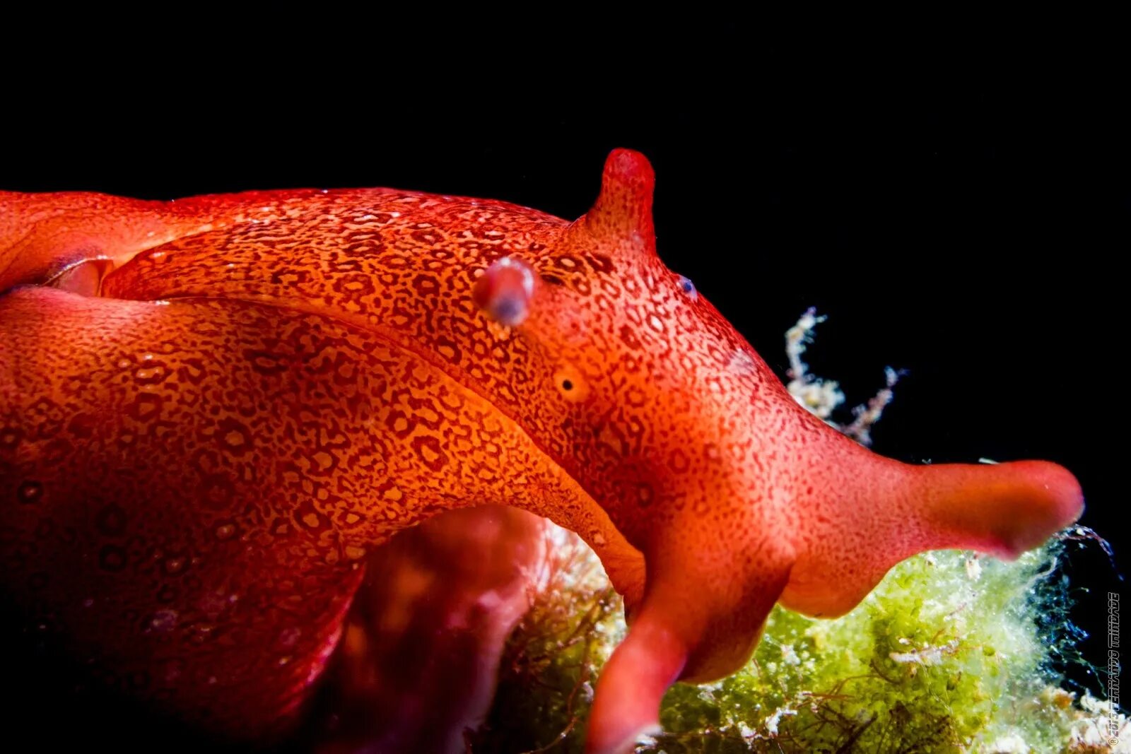 Моллюском аплизией. Аплизия морской заяц Нейроны. Aplysia californica. Aplysia californica нервная система.