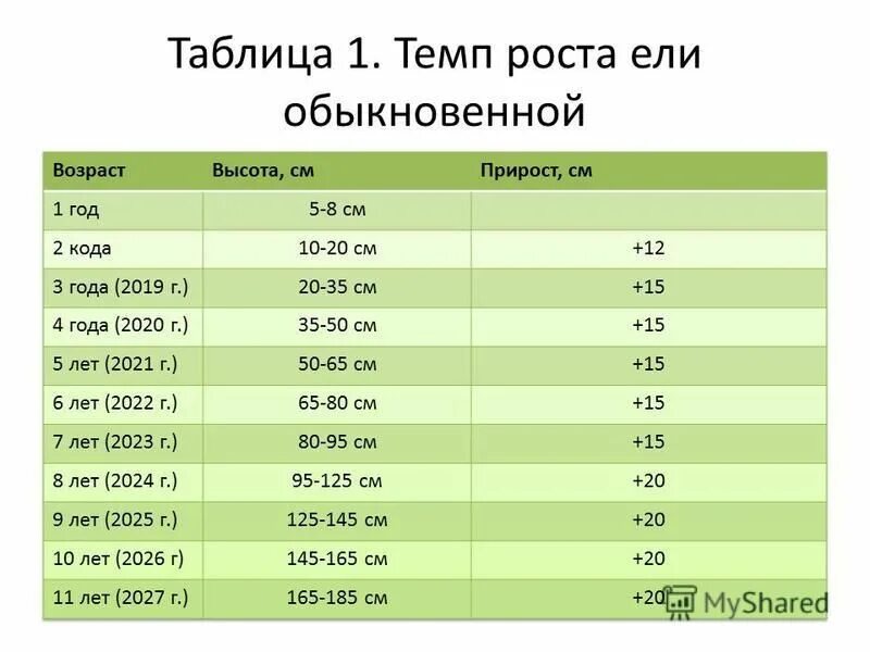 Темп роста ели. Темпы роста ели обыкновенной. Рост ели по годам таблица. Скорость роста ели. Как остановить рост в высоту