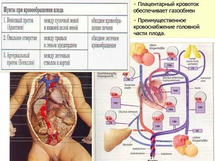 Плацентарное кровообращение