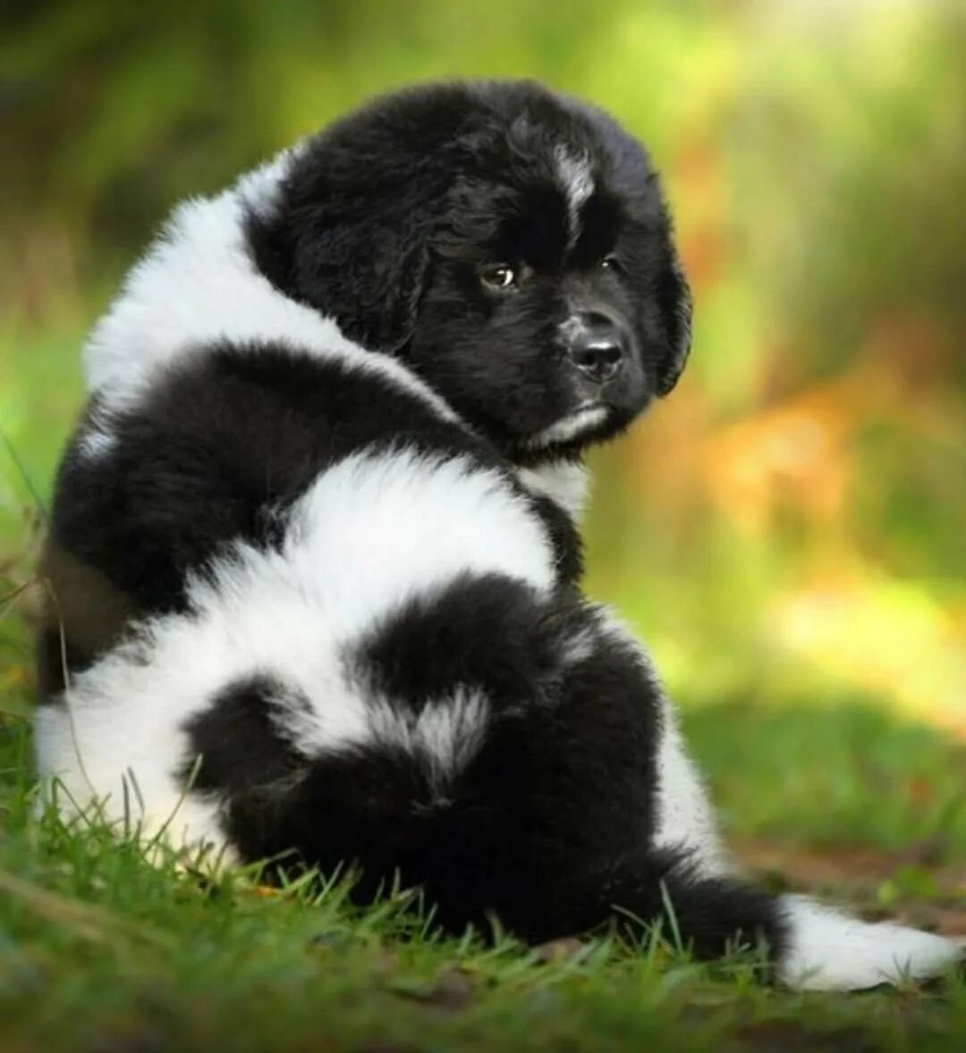 Вислоухие породы собак. Ньюфаундленд Ландсир. Ньюфаундленд белый. Ландсир порода собак. Сенбернар и ньюфаундленд.