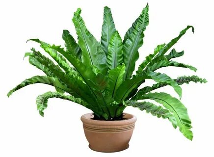 Plant картинки