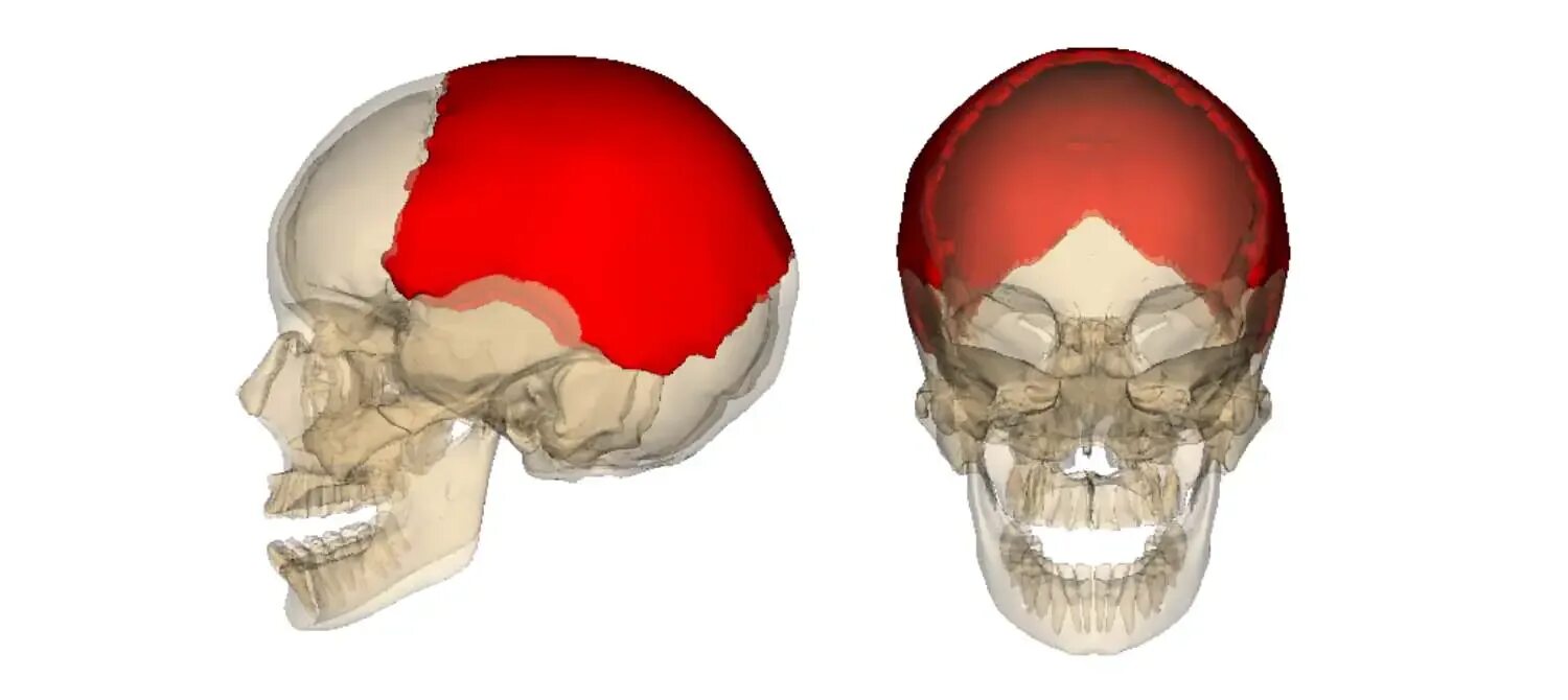 Кости черепа теменная кость. Теменная кость анатомия. Теменная область черепа.