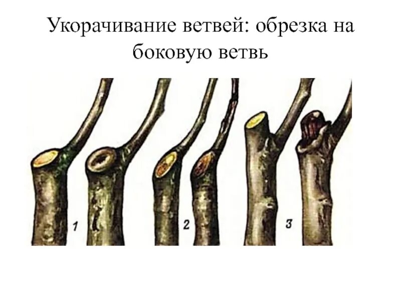 Обрезка веток на кольцо. Обрезка на боковое ответвление. Обрезка на боковую ветвь. Обрезка на кольцо плодовых деревьев.