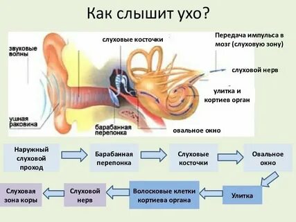 Последовательность звуковых колебаний к рецепторам органа
