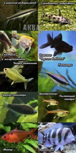 Goldfish Aquarium fish, Freshwater aquarium fish, Tropical fish aquarium