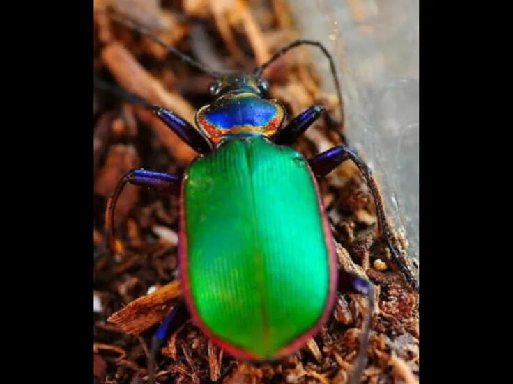 Майский жук синий. Calosoma scrutator. синие насекомые. голубой жук. жук с голубыми глазами.