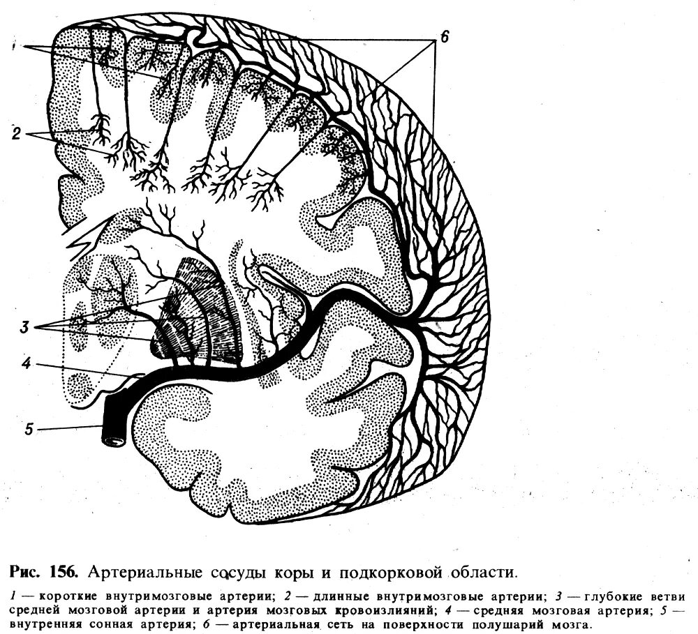 Артерии среднего мозга. Кровоснабжение средней мозговой артерии головного мозга. Корковые ветви средней мозговой артерии. Ветви средней мозговой артерии схема. Кровоснабжение теменной доли.