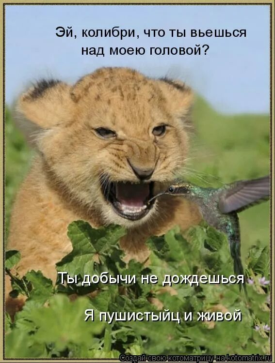 чёрный ворон текст караоке. санкции демотиваторы. слова песни черный ворон. чёрный ворон что ж ты вьёшься. ты добычи не дождешься.