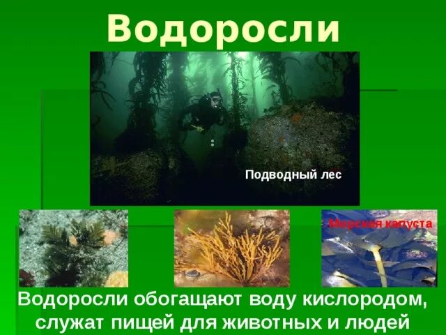 Водоросли для кислорода. Водоросли обогащают воду кислородом. Водоросли обогащающие водоем кислородом. Водоросли основной поставщик кислорода. Водоросли насыщают атмосферу и водоёмы.