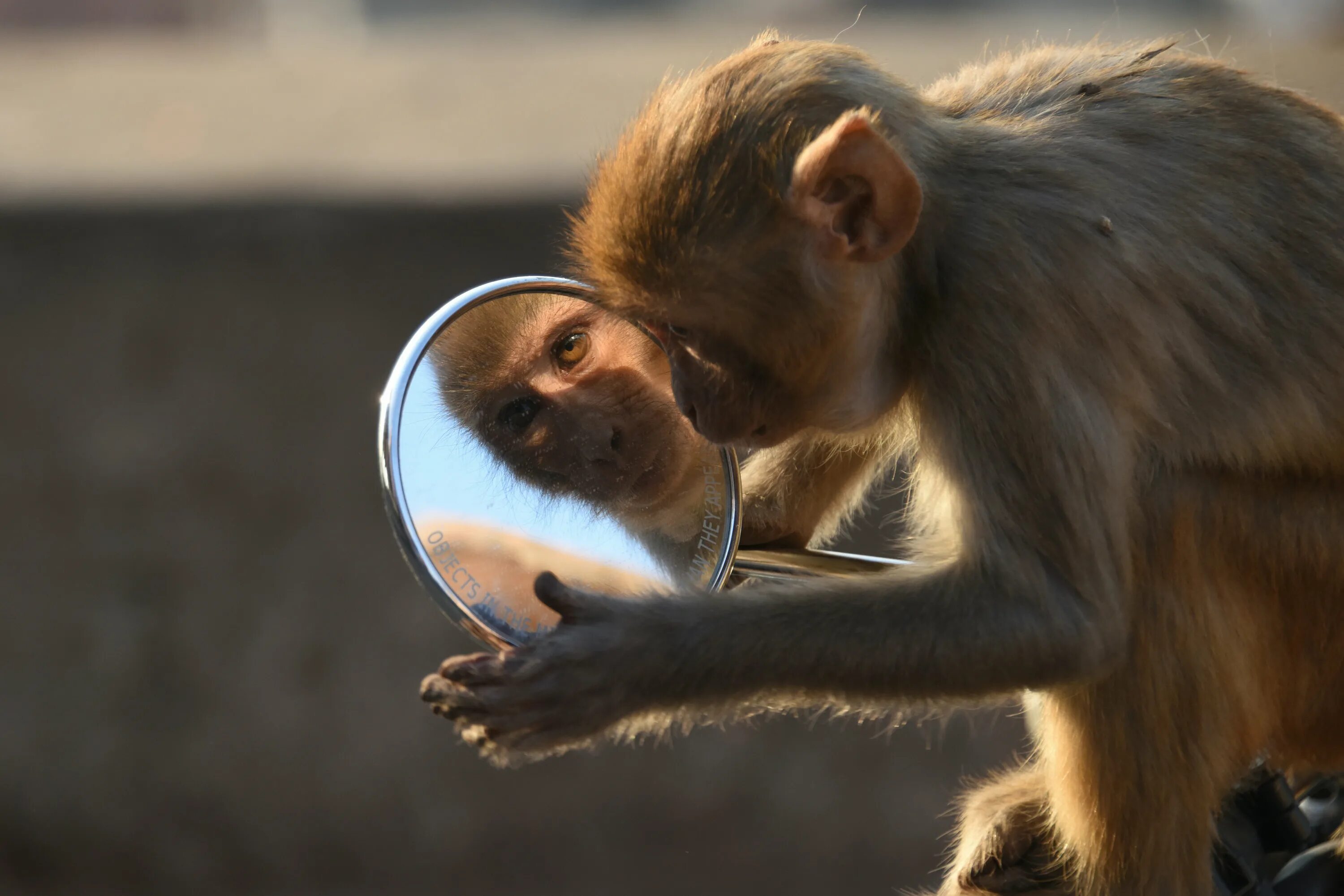 Покажи человека обезьяну. Обезьяна. Зеркало обезьянка. Обезбян. Симпатичная обезьянка.