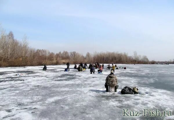 Какая рыба в Сестрорецком разливе. Окунь в Сестрорецком разливе.