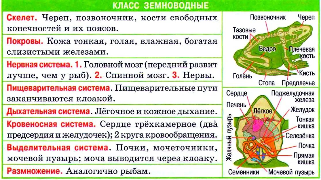 Фактор влияющий на распространение земноводных. Строение систем органов земноводных. Внешнее строение земноводных 7 класс биология таблица. Класс земноводные система органов органы функции. Особенности строения систем органов земноводных строение функции.