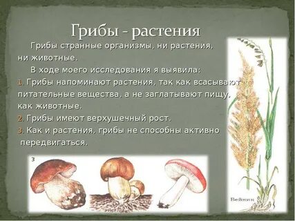 Грибы черты растения и животные